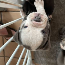 Olde English Bulldogge Puppies from Gods Of Olympus Bulldogges