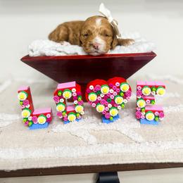 Twilight - Buff and white female Cockapoo puppy in West Haven, Utah from Split Mountain Doodles