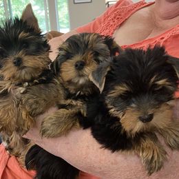 Dachshund and Yorkshire Terrier Puppies from Devoted Doxies