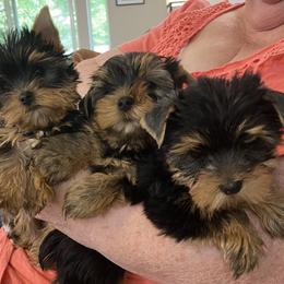 Dachshund and Yorkshire Terrier Puppies from Devoted Doxies