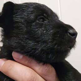 Male4 - Black male Scottish Terrier puppy in Conroe, Texas from Scotch McLaren Terriers