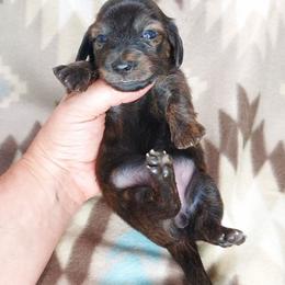 IDA - Black Brindle - Brindle female Dachshund puppy in Swink, Oklahoma from Palali Farm