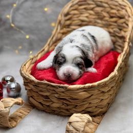 Ravioli - Merle female Goldendoodle puppy in Williamson, New York from Lakeside Doodles