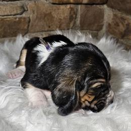 Boy 3 - male Basset Hound puppy in Richland Hills, Texas from The Basset Family