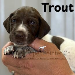 Trout - Liver roan male German Shorthaired Pointer puppy in Six Mile, South Carolina from The Proper Pointer Co.