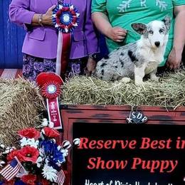 Cardigan Welsh Corgis from Mountain Paws Cardigan Welsh Corgis