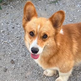 JJ - Pembroke Welsh Corgi