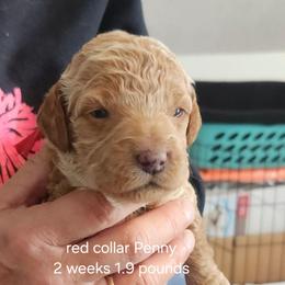 Red collar Penny - Apricot female Goldendoodle puppy in Fairmount, Indiana from Capens' Doodles,Poodles and Poo's