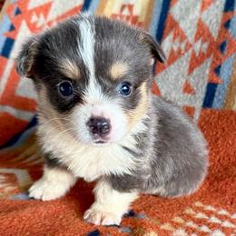 Levi - Blue male Pembroke Welsh Corgi puppy in Okeechobee, Florida from HotShot Kennels