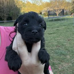 Pink Collar - Black female Schnoodle puppy in Winchester, Tennessee from Mahaffey’s Doodles
