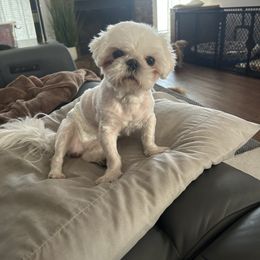 Oshie - Shih Tzu