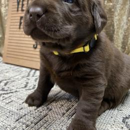 Labrador Retriever Puppies from The Homestead at Little Creek