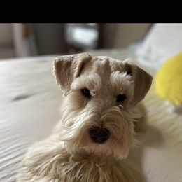 Harlo - Miniature Schnauzer