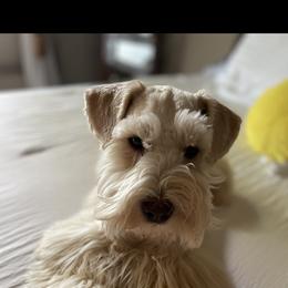 Harlo - Miniature Schnauzer