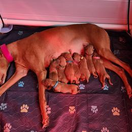 Pink Girl - Red golden female Pharaoh Hound puppy in Snohomish, Washington from ACE Pharaoh Hounds