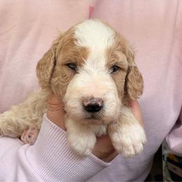 Nitro - White male Bernedoodle puppy in Peoria, Arizona from Wroth's Paws