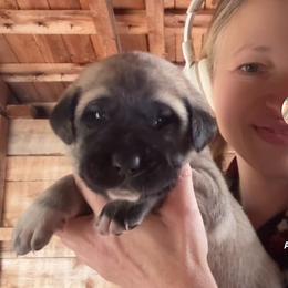 Male 5 - Fawn male Anatolian Shepherd Dog puppy in Daggett, Michigan from T&S Anatolians