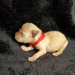 Boy 2 - Apricot Schnoodle puppy in Leitchfield, Kentucky from Eveleigh Acres Puppies