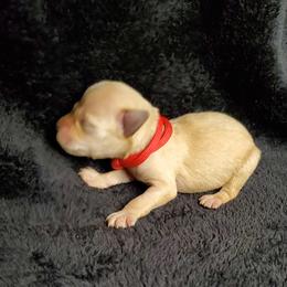 Boy 2 - Apricot Schnoodle puppy in Leitchfield, Kentucky from Eveleigh Acres Puppies