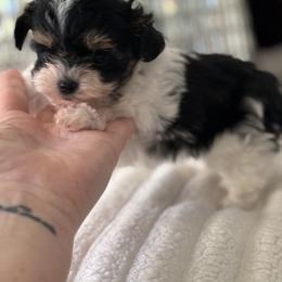 Maltipoo, Poodle, and Yorkipoo Puppies from Doodle Pups Fur-Ever