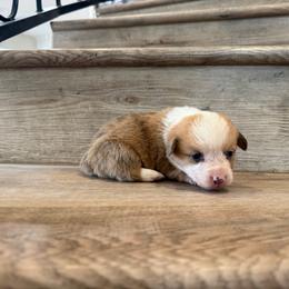 Feta - Red merle and white female American Corgi puppy in Pahrump, Nevada from Desert Sunset Corgis