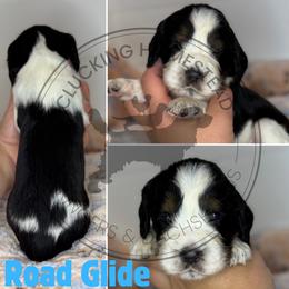 Road Glide - Black white and tan male English Springer Spaniel puppy in Fond Du Lac, Wisconsin from Clucking Homestead Springers & Dachshunds