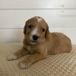 Felix - Red  male Goldendoodle puppy in Stanford, Kentucky from Holloway Goldendoodles