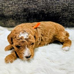 Lucky - Red male Bernedoodle puppy in Forest, Ohio from Mini Doodle Buddies