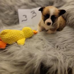 Boy 3 - Red male Pembroke Welsh Corgi puppy in Poplar, Wisconsin from Tshandra Corgis