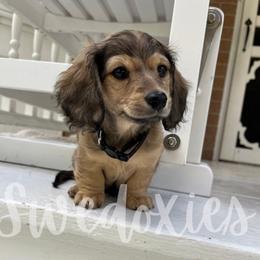 Percy - Shaded Cream Boy - Cream male Dachshund puppy in Lansing, Michigan from Swedoxies