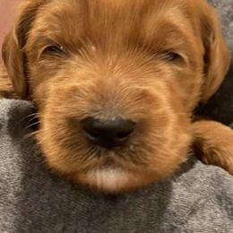 Goldendoodles from Royal Goldendoodles