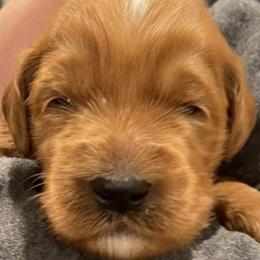 Goldendoodles from Royal Goldendoodles