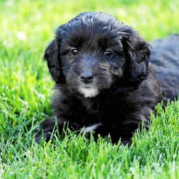 Goldendoodle and Poodle Puppies from Serenity Doodles