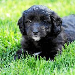 Goldendoodle and Poodle Puppies from Serenity Doodles