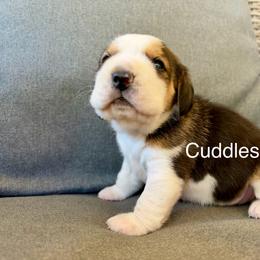 Cuddles - Black white and tan female Beagle puppy in Monticello, Georgia from Beaglelove