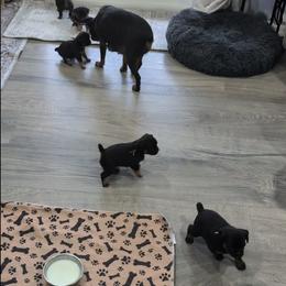 Brussels Griffon Puppies from Little Griffons