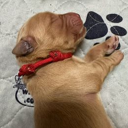 Boy 5 - Golden Retriever puppy from Triple J Goldens, LLC