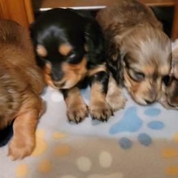 Dachshund Puppies from CLARK'S BREEDING PROGRAM