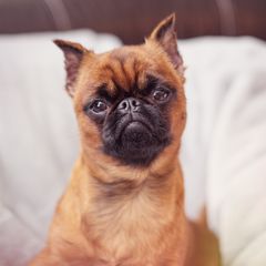 Brussels Griffon All Grown Up from Oltann Griffons