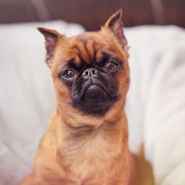 Brussels Griffon All Grown Up from Oltann Griffons