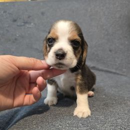 Tommy - Brown white and tan male Beagle puppy in Greenwood, Missouri from Nukee Beagles and Corgis