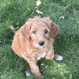 Black Girl - Apricot female Goldendoodle puppy in Colorado Springs, Colorado from Pikes Peak Doodles