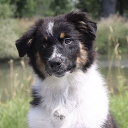 Australian Shepherds from AllStar Aussies