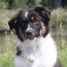 Australian Shepherds from AllStar Aussies