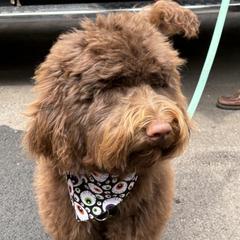 Dick Butkas - Brown Barbet puppy in New Bedford, Massachusetts from Barbie's Barbets