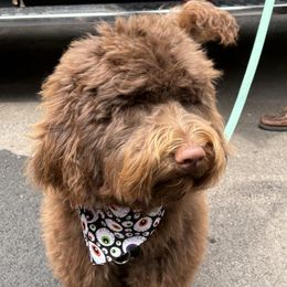 Dick Butkas - Brown Barbet puppy in New Bedford, Massachusetts from Barbie's Barbets