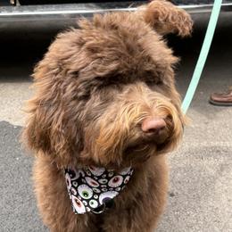 Dick Butkas - Brown Barbet puppy in New Bedford, Massachusetts from Barbie's Barbets
