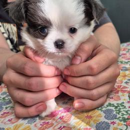 Benji - Blue and white male Chihuahua puppy in Chambersburg, Pennsylvania from Lil Angel's Chihuahuas