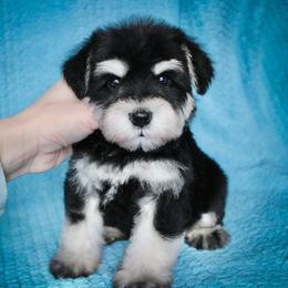 Deja's Mr. Grey - Black and silver male Miniature Schnauzer puppy in Queen Creek, Arizona from Chapman Schnauzers