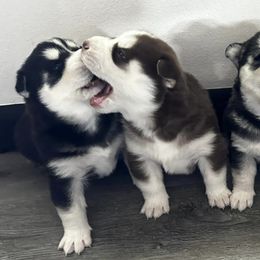 Pomskies from Plush Pomskys